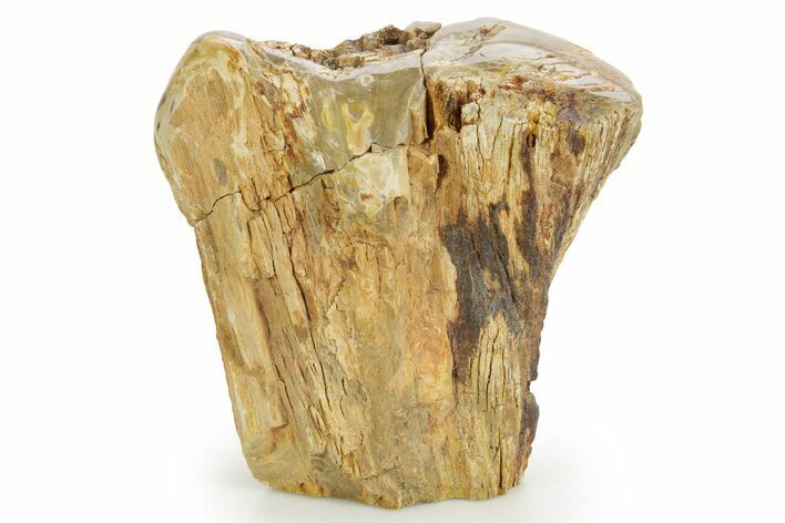 Triassic-Age Petrified Wood Log - Madagascar #379272